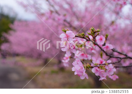 チャイナオンザパークの河津桜 138852555