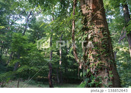 森林 東大和公園 狭山丘陵 森林 東大和公園 狭山丘陵 138852643