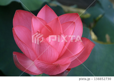 蓮の花 138852730