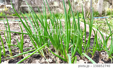 Close-up of growing green onions in fertile soil, lush spring garden with fresh scallions symbolizing healthy eating and organic cultivation. 138852740