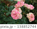 神無月の庭に寄り添って咲く薔薇の姉妹 138852744