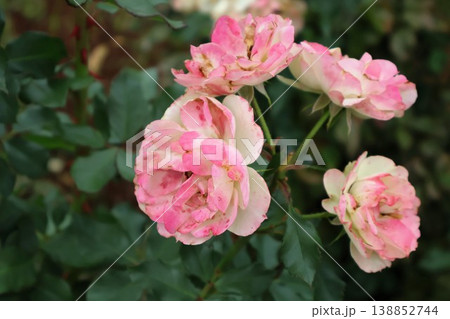 神無月の庭に寄り添って咲く薔薇の姉妹 138852744