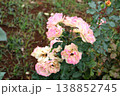 秋風に促され、そっと散り始める薔薇たち 138852745