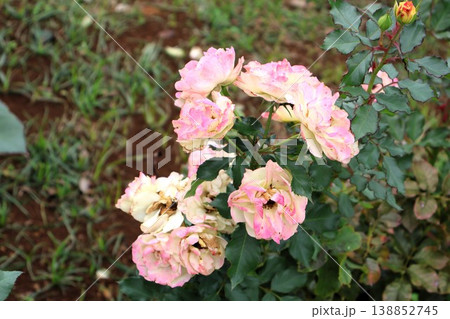 秋風に促され、そっと散り始める薔薇たち 138852745