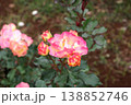 次々と開こうとする薔薇の連鎖 138852746