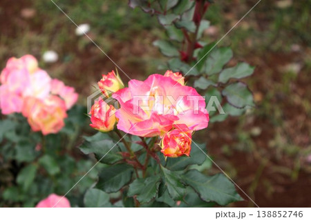 次々と開こうとする薔薇の連鎖 138852746