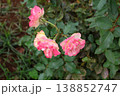 晩秋の斜光に照らされた、淡紅薔薇 138852747