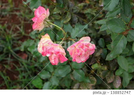 晩秋の斜光に照らされた、淡紅薔薇 138852747