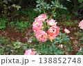 秋深まる庭の片隅に、最後の輝きを放つ薔薇 138852748