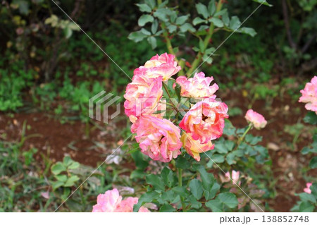 秋深まる庭の片隅に、最後の輝きを放つ薔薇 138852748