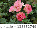 絞り薔薇の花びら揺れる 138852749