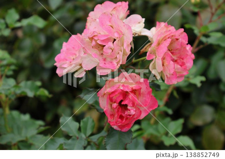 絞り薔薇の花びら揺れる 138852749