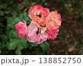 神無月の終わり、斑の薔薇 138852750