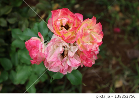 神無月の終わり、斑の薔薇 138852750