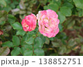 霜降の朝、絞り模様の薔薇が最後の艶を見せる 138852751