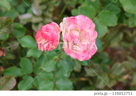 霜降の朝、絞り模様の薔薇が最後の艶を見せる 霜降の朝、絞り模様の薔薇が最後の艶を見せる 138852751