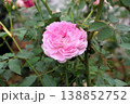 晩秋の陽光に輝く、深みを増した淡紅の薔薇 138852752