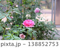秋冷えの庭に、次々と開こうとする薔薇の連なり 138852753