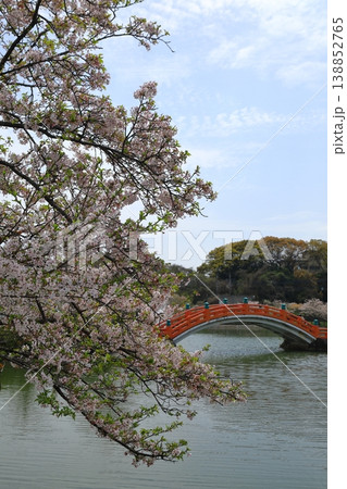池に架かる赤い橋と桜 138852765
