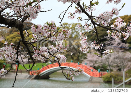 池に架かる赤い橋と桜 池に架かる赤い橋と桜 138852766