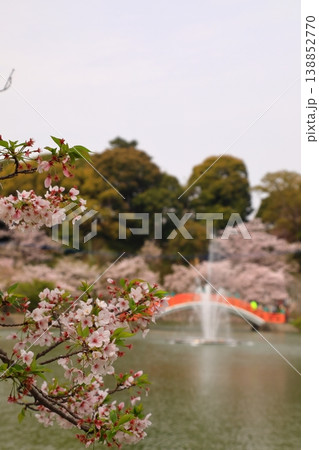 池に架かる赤い橋と桜 138852770