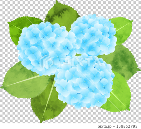 水彩風格的繡球花插圖 - 藍色 水彩風格的繡球花插圖 - 藍色 138852795