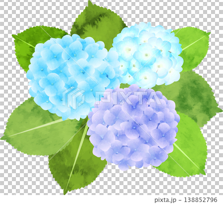 水彩風格的繡球花插圖(藍色調) 水彩風格的繡球花插圖(藍色調) 138852796