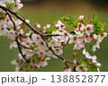 池のほとりに咲く桜 138852877