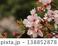 池のほとりに咲く桜 138852878