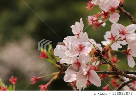池のほとりに咲く桜 138852878