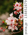 池のほとりに咲く桜 138852879