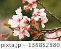 池のほとりに咲く桜 138852880