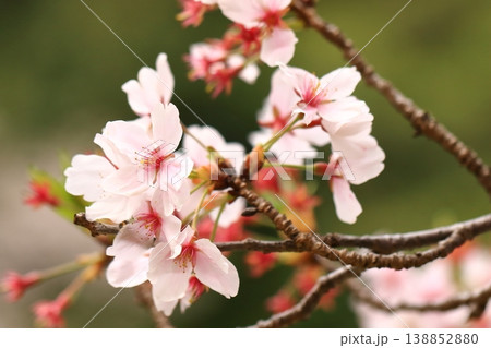 池のほとりに咲く桜 138852880