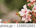 池のほとりに咲く桜 138852881