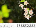 池のほとりに咲く桜 138852882