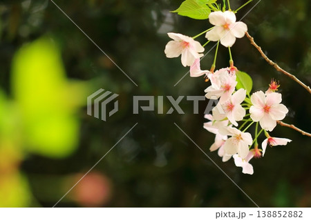 池のほとりに咲く桜 138852882