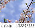 池のほとりに咲く桜 138852883