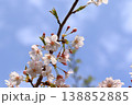 池のほとりに咲く桜 138852885
