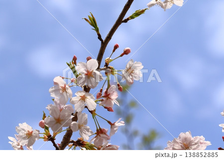 池のほとりに咲く桜 138852885