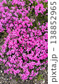 ピンクの花の絨毯 138852965