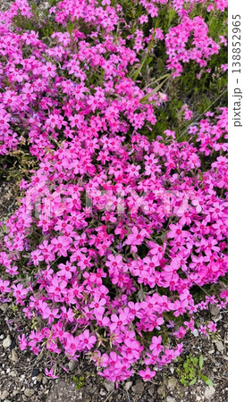 ピンクの花の絨毯 138852965