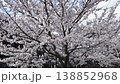 桜のカーテン 138852968