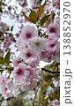 春の川辺に咲いた桜のアップ 138852970