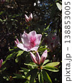 木洩れ日を浴びたピンクのツツジとつぼみのクローズアップ 138853005