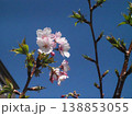 青空と日ざしを浴びたピンクのサクラ（花とつぼみをつけた公園の河津桜） 138853055