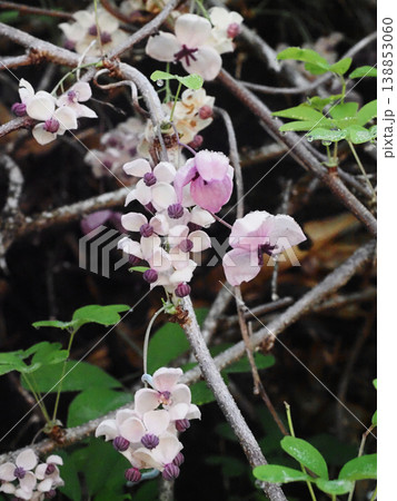 白と紫色の花をつけたアケビの蔓（雨上がりの日の木通） 138853060