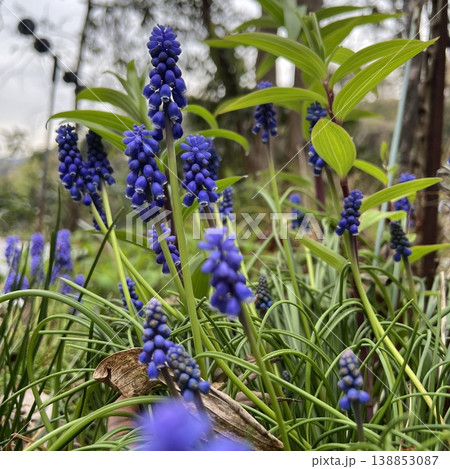 紫色のムスカリの花、庭に咲く青いムスカリの花、葡萄のような房のある花 138853087