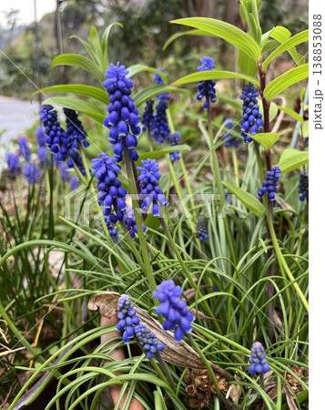 紫色のムスカリの花、庭に咲く青いムスカリの花、葡萄のような房のある花 138853088