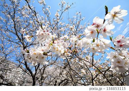 桜、サクラ、さくら 桜、サクラ、さくら 138853115
