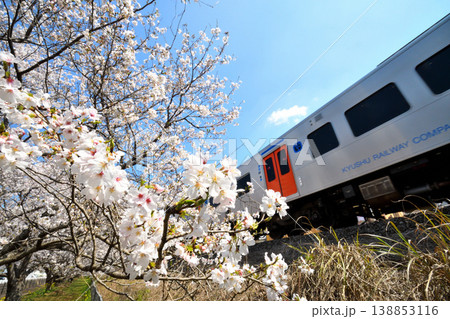 桜、サクラ、さくら 138853116